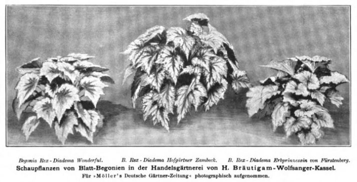B. ‘Hofgärtner Zambeck’